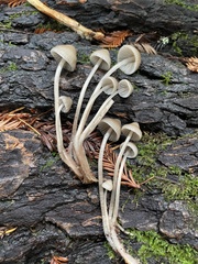 Mycena abramsii