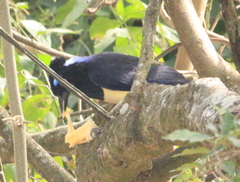 Cyanocorax chrysops