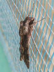Erinnyis oenotrus