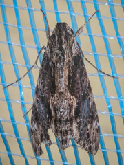 Erinnyis oenotrus