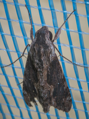 Erinnyis oenotrus