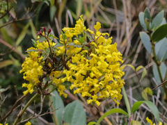 Cyrtochilum