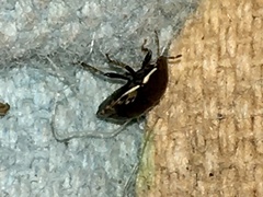 Thyreocoridae