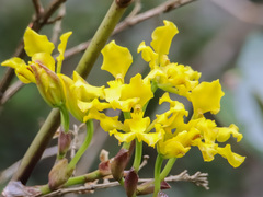 Cyrtochilum