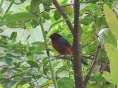 Catamblyrhynchus diadema