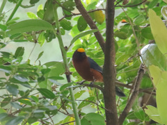 Catamblyrhynchus diadema