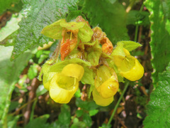 Calceolaria perfoliata