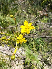 Moraea ramosissima