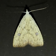 Rivula stepheni