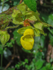 Calceolaria perfoliata