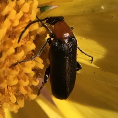 Lytta crotchii
