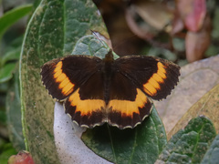 Pedaliodes phaea