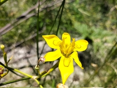 Moraea ramosissima