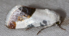 Acontia cretata