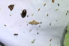 Pyraloidea