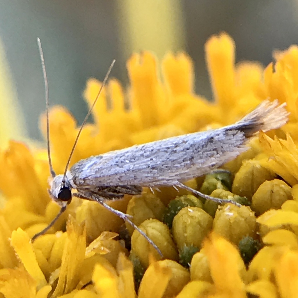 Scythris anthracina