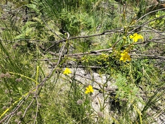Moraea ramosissima