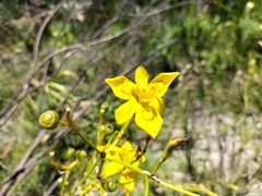 Moraea ramosissima