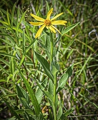 Verbesina helianthoides