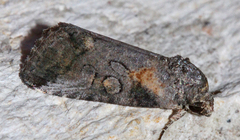 Aleptina inca