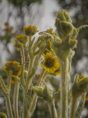 Espeletia