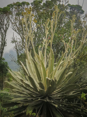 Espeletia
