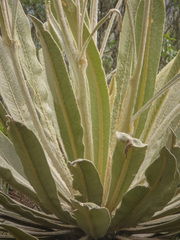 Espeletia
