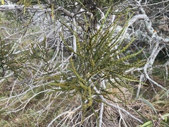 Korthalsella complanata