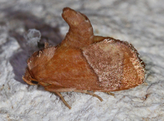 Apoda latomia