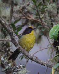 Atlapetes pallidinucha