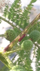Leucaena esculenta