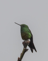 Eriocnemis cupreoventris