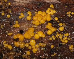 Calycina citrina