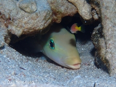 Malacanthus plumieri