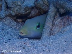 Malacanthus plumieri