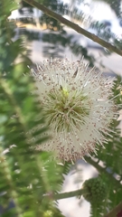 Leucaena esculenta