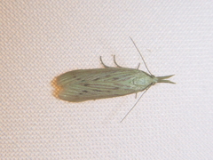 Ematheudes punctella