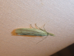 Ematheudes punctella