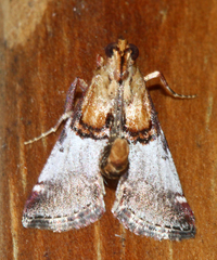 Cacozelia basiochrealis