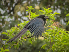 Crotophaga major