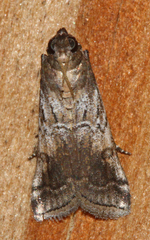 Chararica hystriculella