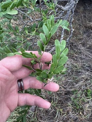 Sophora chrysophylla