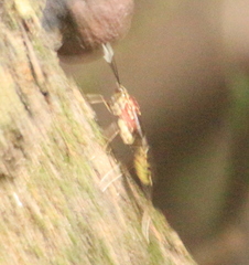Ichneumonidae