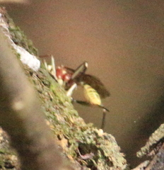 Ichneumonidae