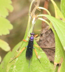 Ichneumonidae