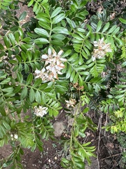 Osteomeles anthyllidifolia