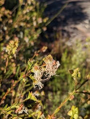 Pimelea linifolia
