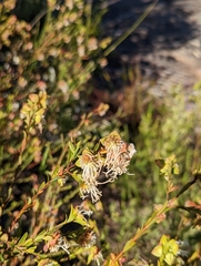 Pimelea linifolia