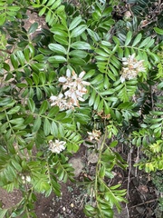 Osteomeles anthyllidifolia