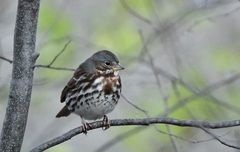 Passerella iliaca iliaca